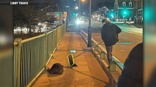 Wayward beaver guided back into Neponset River in Milton