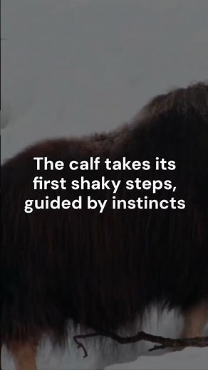 : Newborn Muskox’s First Day | A Battle for Survival in the Frozen Arctic#muskox