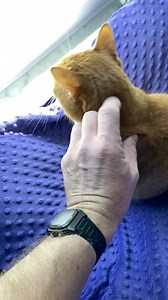 31K views · 2.6K reactions | The 2025 Calendar gift pack is available meow… get ‘em while you can and thanks as always fur the support! 李#CAMFAM #BoCa #ColeAndMarmalade #Cats #GiftIdeas | Cole & Marmalade | Facebook