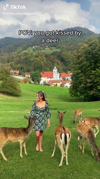 Unexpected Deer Kisses in Slovenia