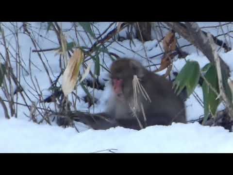 Hungry Japanese Snow Monkey Eats Evergreen Leaves of Broadleaf Dwarf Bamboo in Snowy Winter