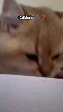 CatMode: Error 404. 🐈‍⬛❓ #funny #cat #cats #shorts