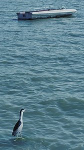 A seagull and a boat at sea in slow motion - Free Stock Video