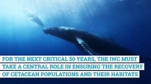 The International Whaling Commission's 75th Anniversary