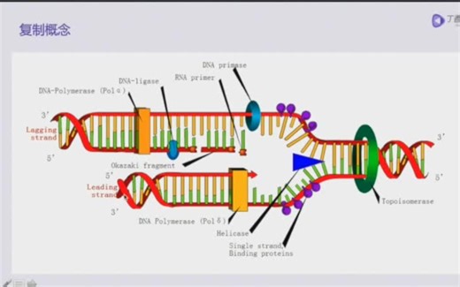 PCR实验原理及操作（1）