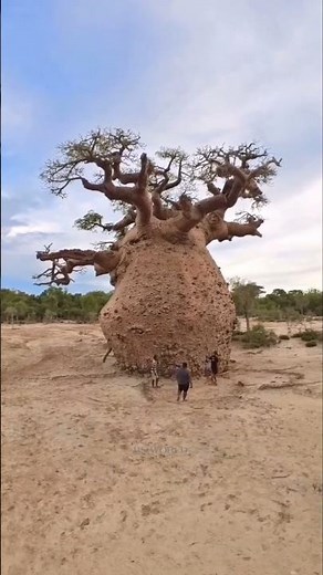 The Amazing Baobab Tree