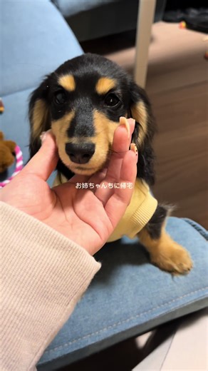 最近の楽しみは 進撃の巨人を見ることと お姉ちゃんちのわんころと触れ合うことです ！#日常vlog #fyp #休日vlog #休日の過ごし方 #ダックス #翠