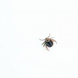 402K views · 197 reactions | With warmer winters, comes an increase of ticks. Don’t spend the summer ticked off. Get the tick control lawns need so the yard can be enjoyed all summer long. Contact Lawn Doctor today to see how we can help. | Lawn Doctor | Facebook