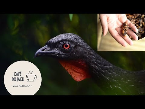 Coffee made from Jacu bird droppings can cost 1,200 a kilo!