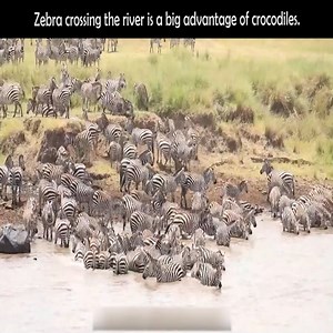 913K views · 8.4K reactions | Zebra crossing the river is a big advantage of crocodiles. #animal | Eagle Cam | Facebook