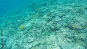 a foxface rabbitfish swimming on the great barrier reef at heron island, australia
