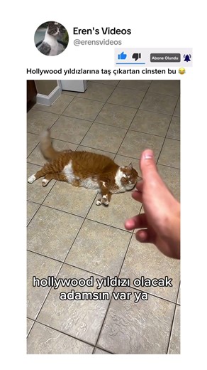 Çok numaracı bi kedi bu var ya bu ehehe 😂