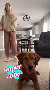 23K reactions · 9.6K shares | #Dogs That Love To #Dance    瑩 ‍了 來 #DogVideos #K9 #K9Training #K9Unit #K9Dog #Animals #AnimalsVideos #Pets #SmartDog #TooFunny #TooCute #TooSweet #ViralVideos #VideoOfTheDay #LMAO #PostOfTheDay #SocialMedia #Internet #PressPlay #TrendingNow #TikTok #MrBlackCat1069 #TakeALook #Watch #Listen #LovePets | Mark Tribue | Facebook