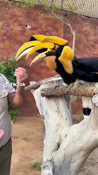 Unique Hornbill with Distinctive Beak