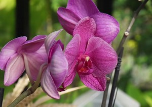 Réussir le rempotage de l'orchidée phalaenopsis
