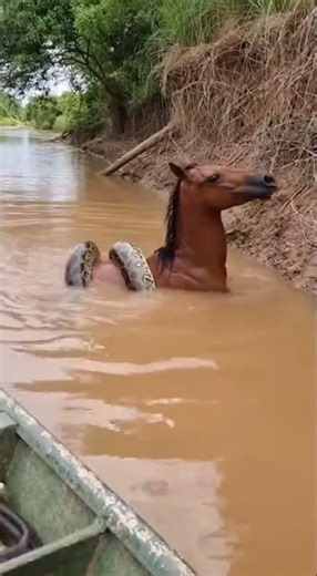 Horse vs Anaconda: Deadly Battle in the River #anaconda #horse #wildlife