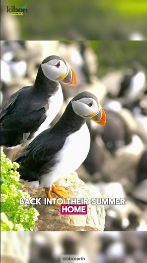 The Cutest Bird That’s Also a Fearless Hunter 🐧🐟 | Atlantic Puffin