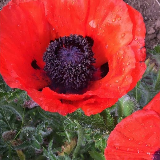 Huge Oriental Poppy (Papaver orientale)