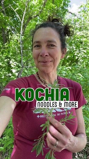 Kochia is an underutilized, very common western weed that is related to spinach. Like it, it has a mild, mineral flavor, although it is fuzzy. Kochia (Kochia scoparia syn. Bassia scoparia) is most prevalent at lower elevations. The shoots and growing tips should be snipped off where the stems are still tender and used with the attached leaves, raw or cooked. My favorite preparation is a traditional use I dug up from the excellent book, Food Plants of China, by Shiu-Ying Hu, where you moisten, fl