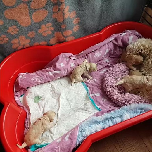 Mini Australian Cobberdog puppies 3 weeks