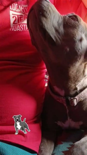 Misty is back home. #dog #pitbull #cute #dogs #dogshorts #backhome #doglife