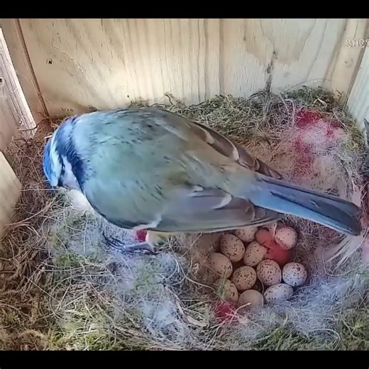 143K views · 2.1K reactions | The chicks are hatching - 12 eggs in the nesting box Livestream | Happy & Holly #birds #bird #nature #birdsofinstagram #wildlife #birdphotography #naturephotography #wildlifephotography #photography #birdwatching #birdlovers #birding #animals #naturelovers #best #of #love #birdstagram #ig #parrots #photooftheday #captures #art #canon #aves #nikon #perfection #parrot #animal #birdlife | Bird world | Facebook