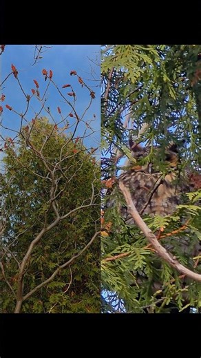 Try to Spot the Owl Before the Zoom !!!! 😁🦉Long-eared Owl Perfect Camouflage