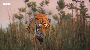 Asia (TV Series 2024– )