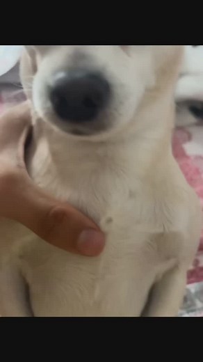 ‎موریکس | MORRIX‎ on Instagram‎: "برای دانلود موزیک به گوگل مراجعه کنید. #ادیت #سگ #صداگذاری #یساری #اکسپلور"‎