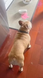 Exclusive dance Startled step of the French #frenchiepuppy #frenchie #frenchbulldog #frenchielove #frenchies #frenchielife #frenchieoftheday #frenchiesociety #puppy #dogsofinstagram #puppylove #frenchiegram #bulldog #dog #frenchbulldogs #bulldogfrances #frenchbulldogpuppy #bulldogs #dogs #frenchieworld #puppies #ilovemyfrenchie #frenchiephotos #trend #trending #foryoupage #foryou #fyp | 1M Follow
