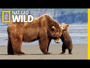 Bear Beach Bash | Bears