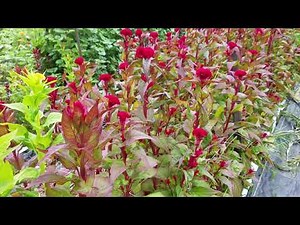 Flower Support Netting