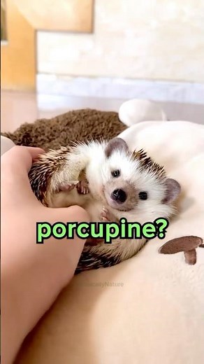 Difference Between Hedgehog and Porcupine? 😳