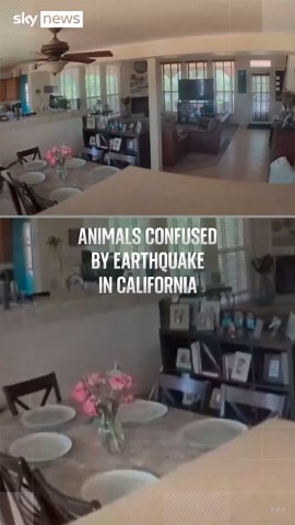 Animals run around during earthquake