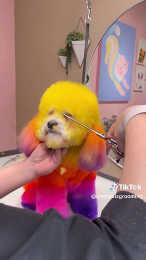Dog Grooming Fun with Frida the Pooch