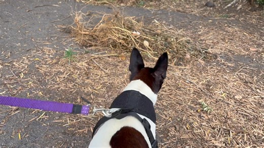 26K views · 820 reactions | Guess who came to visit…….. ?? | "Paws for Thought" Rescue | Facebook