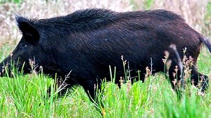 Boar Wars: Controlling the wild boar population