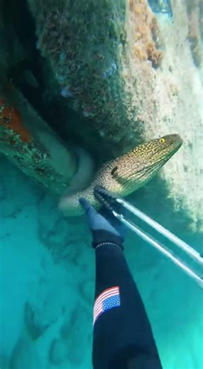 Rescue mission: Saving a trapped Moray Eel. 🐍🆘🤿