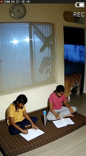 CCTV : Girls Studying… Tiger Walks Behind the Window 😨 #ai