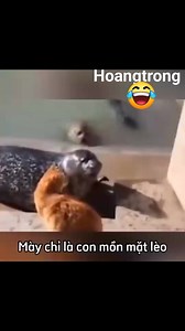 #Cuoivuimoingay | Hoang Trong