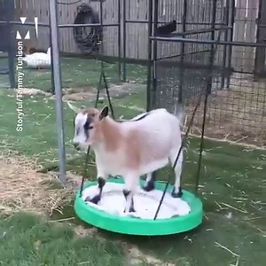 This goat is having the time of his life 😂 | Metro
