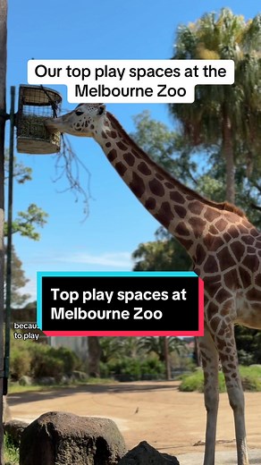 Top Play Spaces at Melbourne Zoo for Families