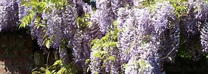 Glycine : conseils sur cette plante grimpante | Truffaut