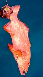 306K views · 5.8K reactions | #fishing #spearfishing #UnderwaterAdventure #sea #diving #highlights #fypviralシ #fyp | fishing Adventure TV | Facebook