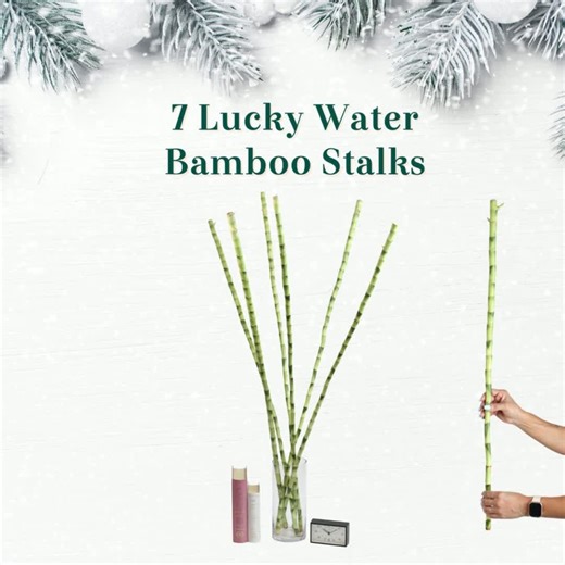 Verdant Lyfe on Instagram: "6 More Days 'Till Christmas is here!!!!! Our 1 XL Lucky Bamboo Water Plant (36") makes the perfect gift for anyone wanting to attract or bring luck! These amazing bamboo not only attract luck, but 7 is said to attract good health as well! Easy to grow in water, pet friendly and these also purify the air in your living space! These are selling quickly! Get yours before they're gone! Shop Now! Be sure to check out our 2XL, 3XL and other sale bamboos like the Lotus and t