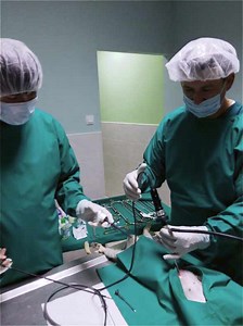 Laparoskopska hirurgija - Veterinarska ambulanta IVAVET