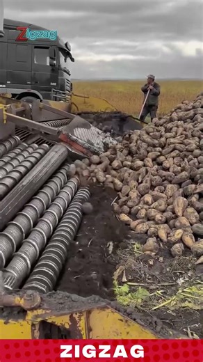 Smart Potato Sorting Using Heavy-Duty Roller Conveyor Machine