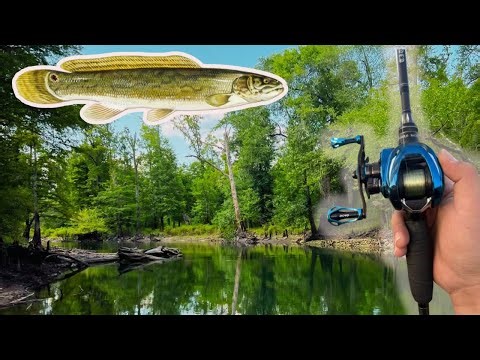 Catch, Clean, Cook! WILD BOWFIN!!!