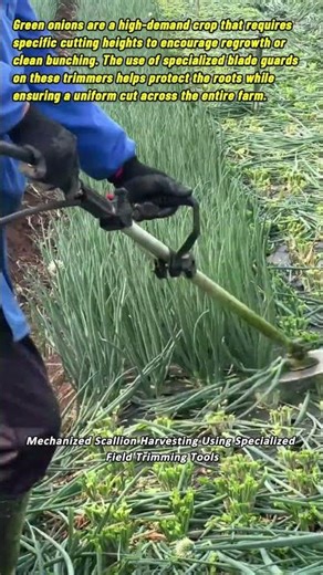 Mechanized Scallion Harvesting Using Specialized Field Trimming Tools