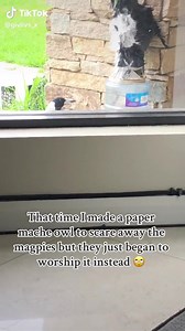 28K views · 868 reactions | Man's Plan To Deter Birds From Yard...